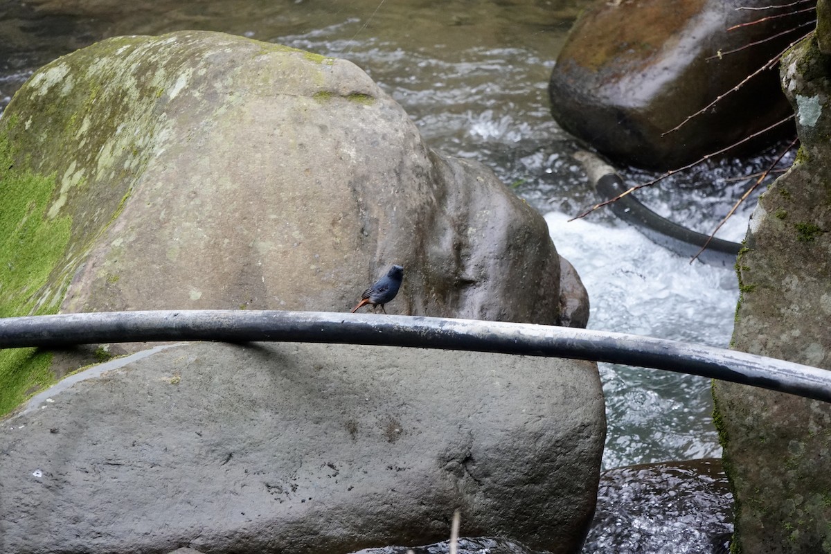 Plumbeous Redstart - ML632028746