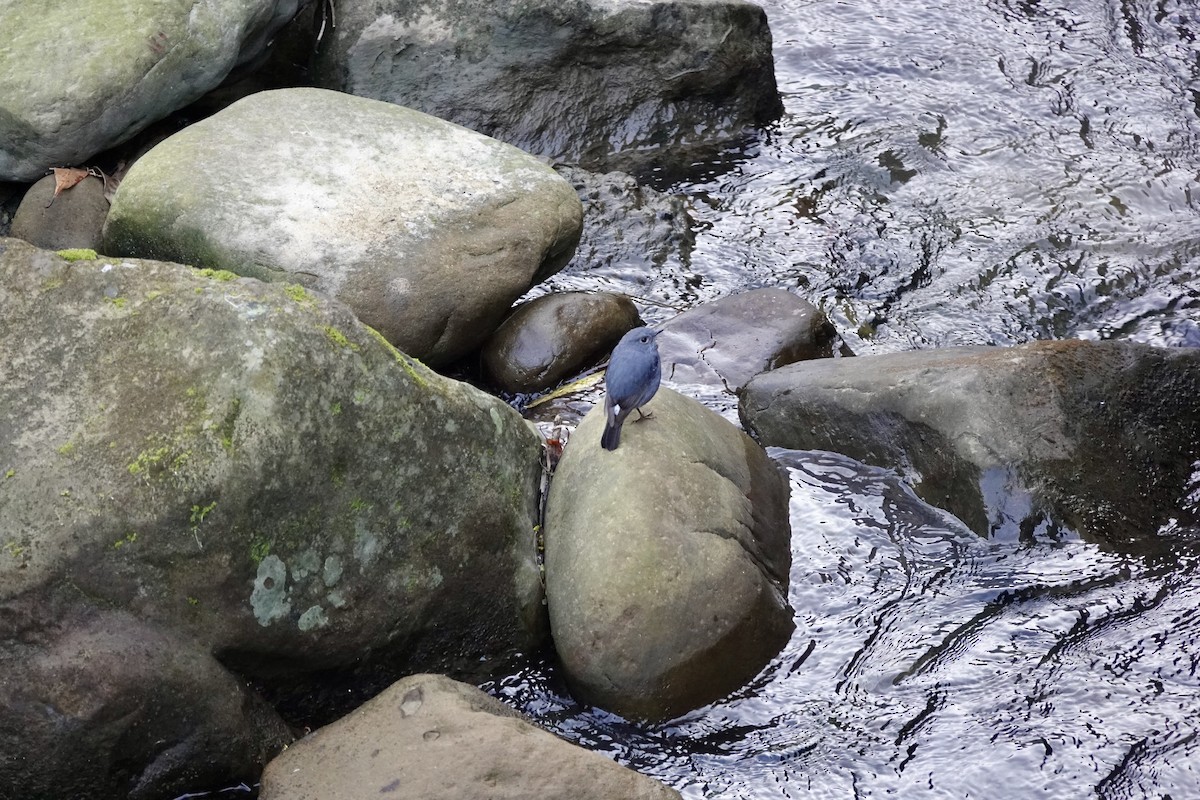 Plumbeous Redstart - ML632028747