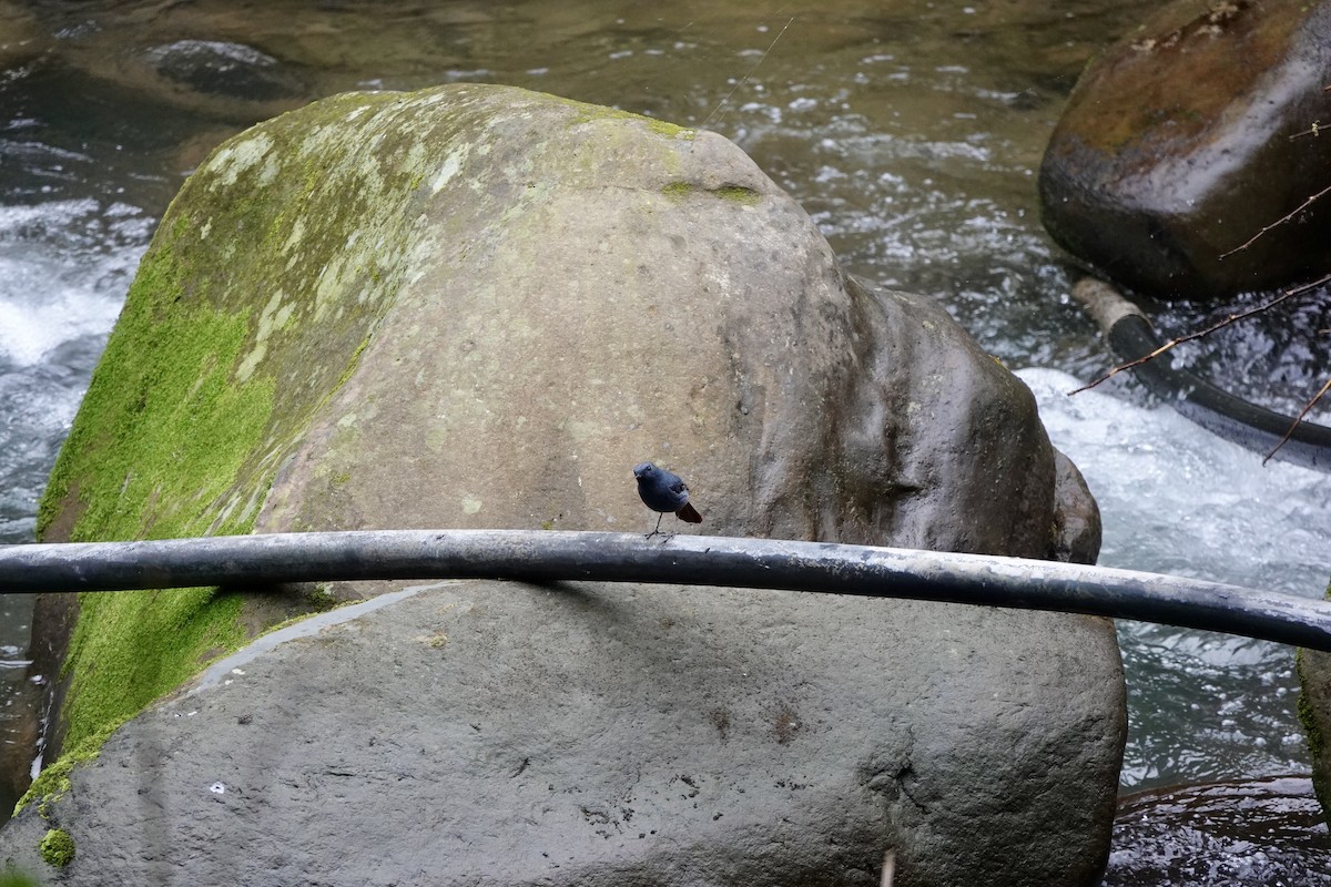 Plumbeous Redstart - ML632028748