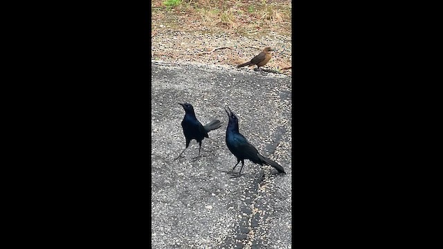 Boat-tailed Grackle - ML632028793