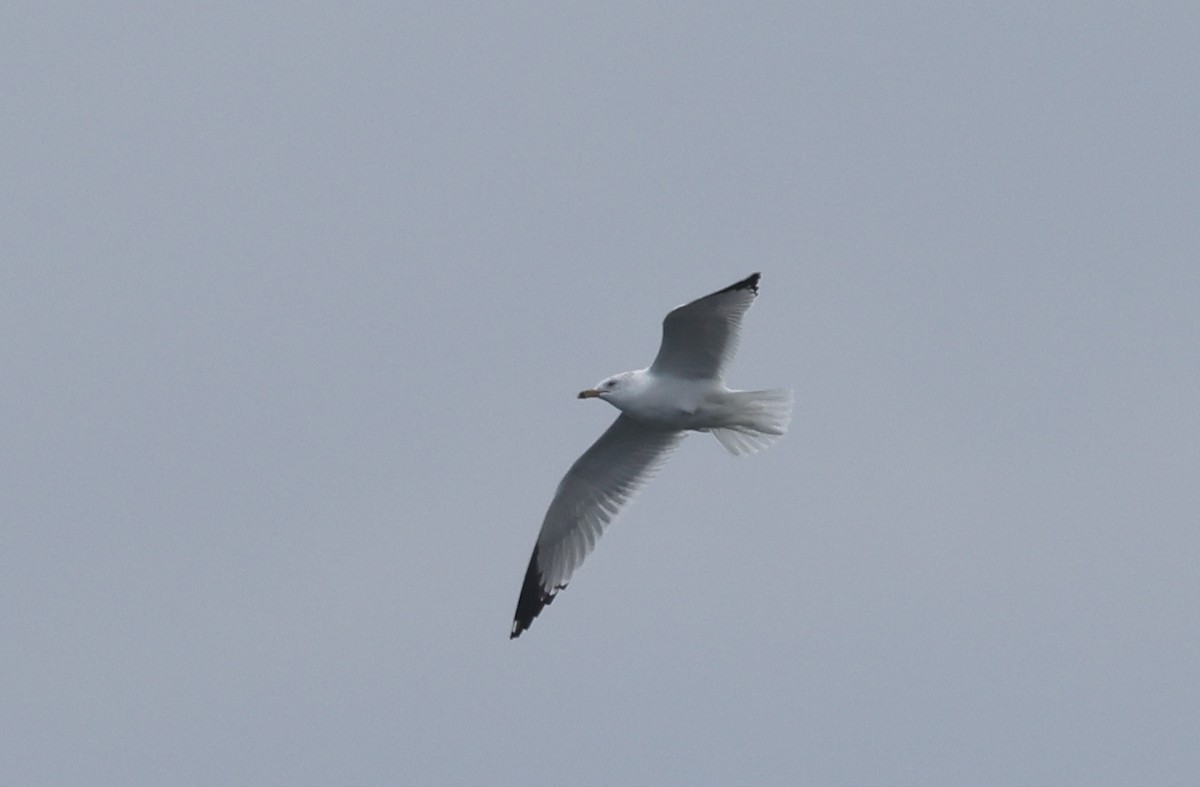 Ring-billed Gull - ML632028804