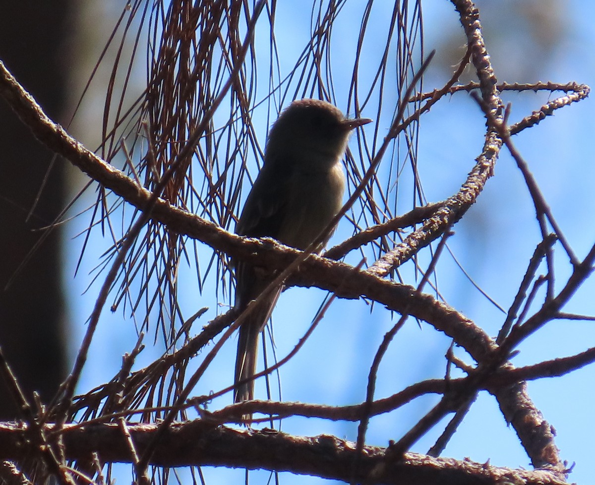 Hispaniolan Pewee - ML632029058