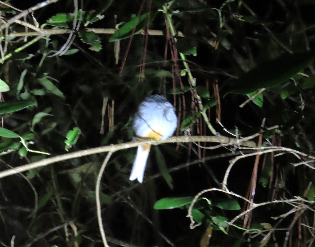 Rufous-throated Solitaire - ML632029074