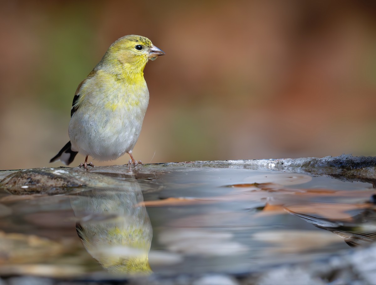 American Goldfinch - ML632029092