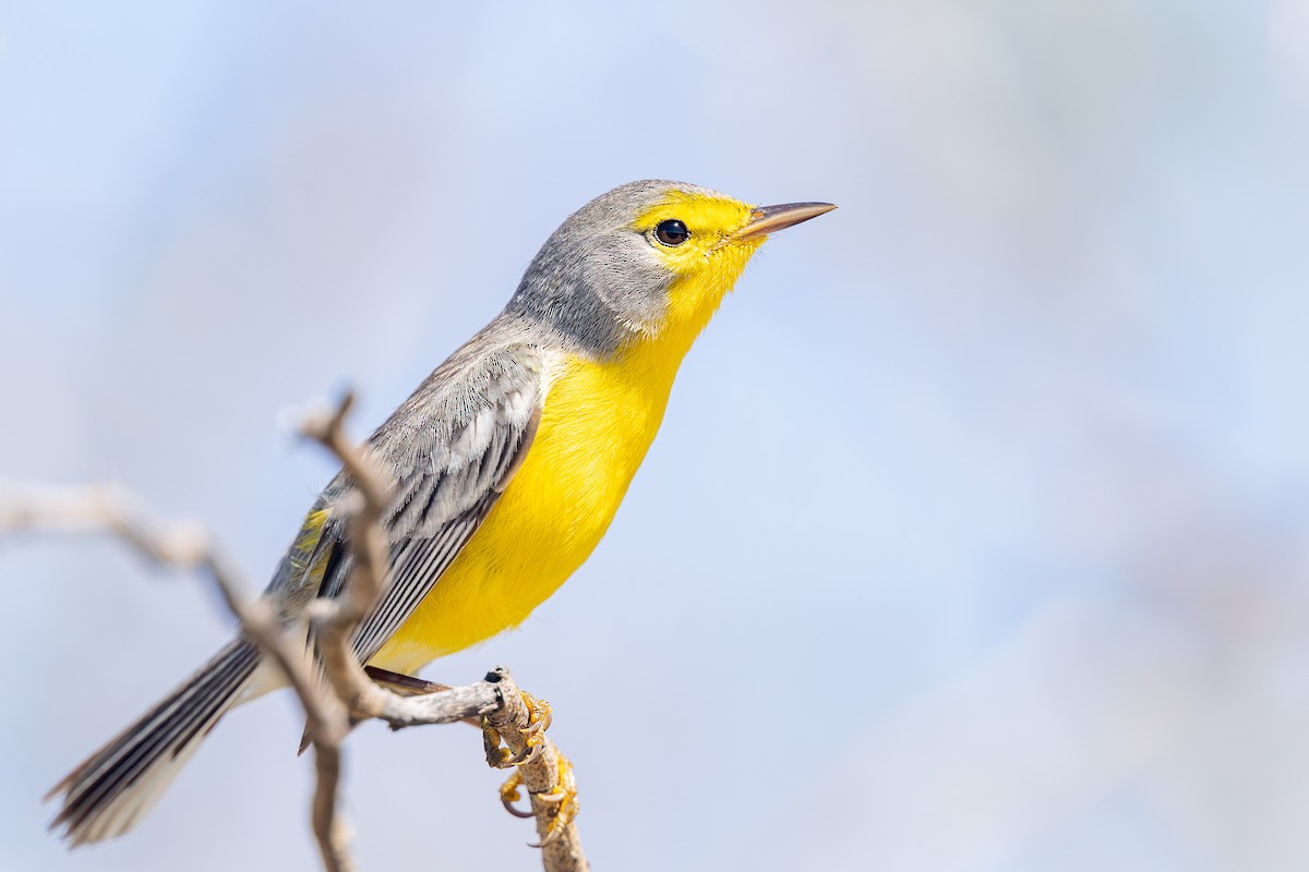 Barbuda Warbler - ML632029134