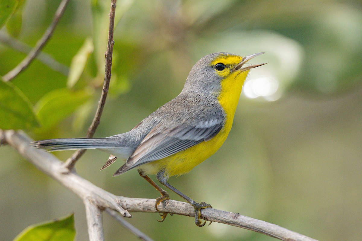 Barbuda Warbler - ML632029135