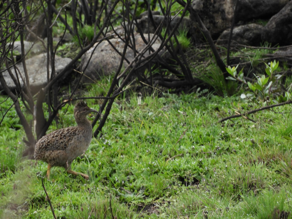 Taczanowski's Tinamou - ML632029179