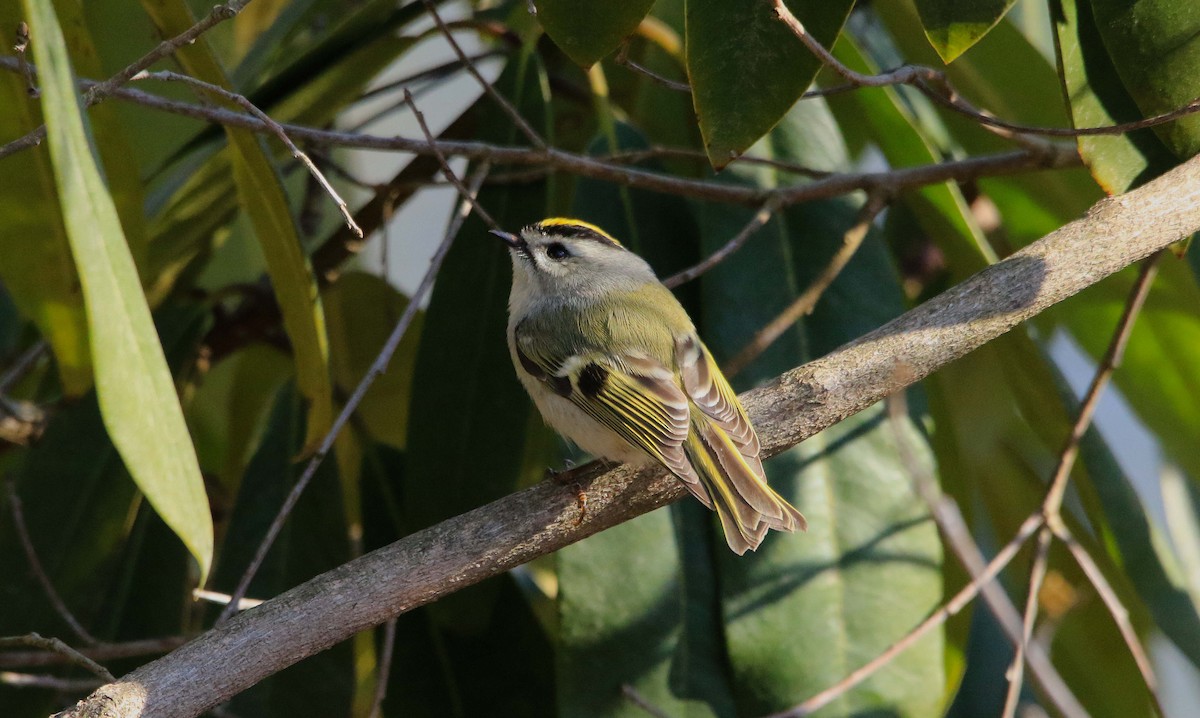 Golden-crowned Kinglet - ML632029180