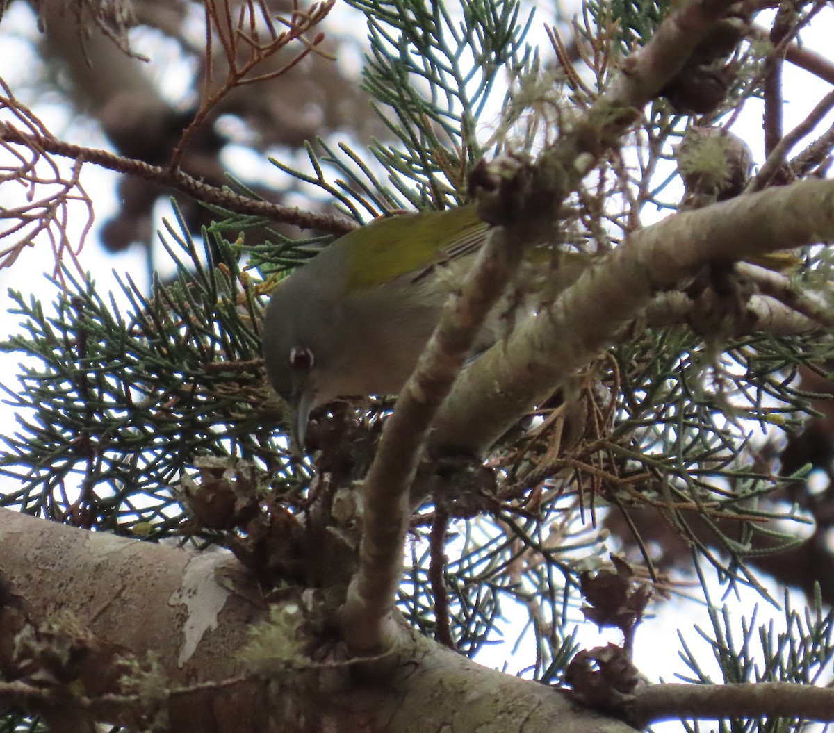 ハジロアメリカムシクイ - ML632029190