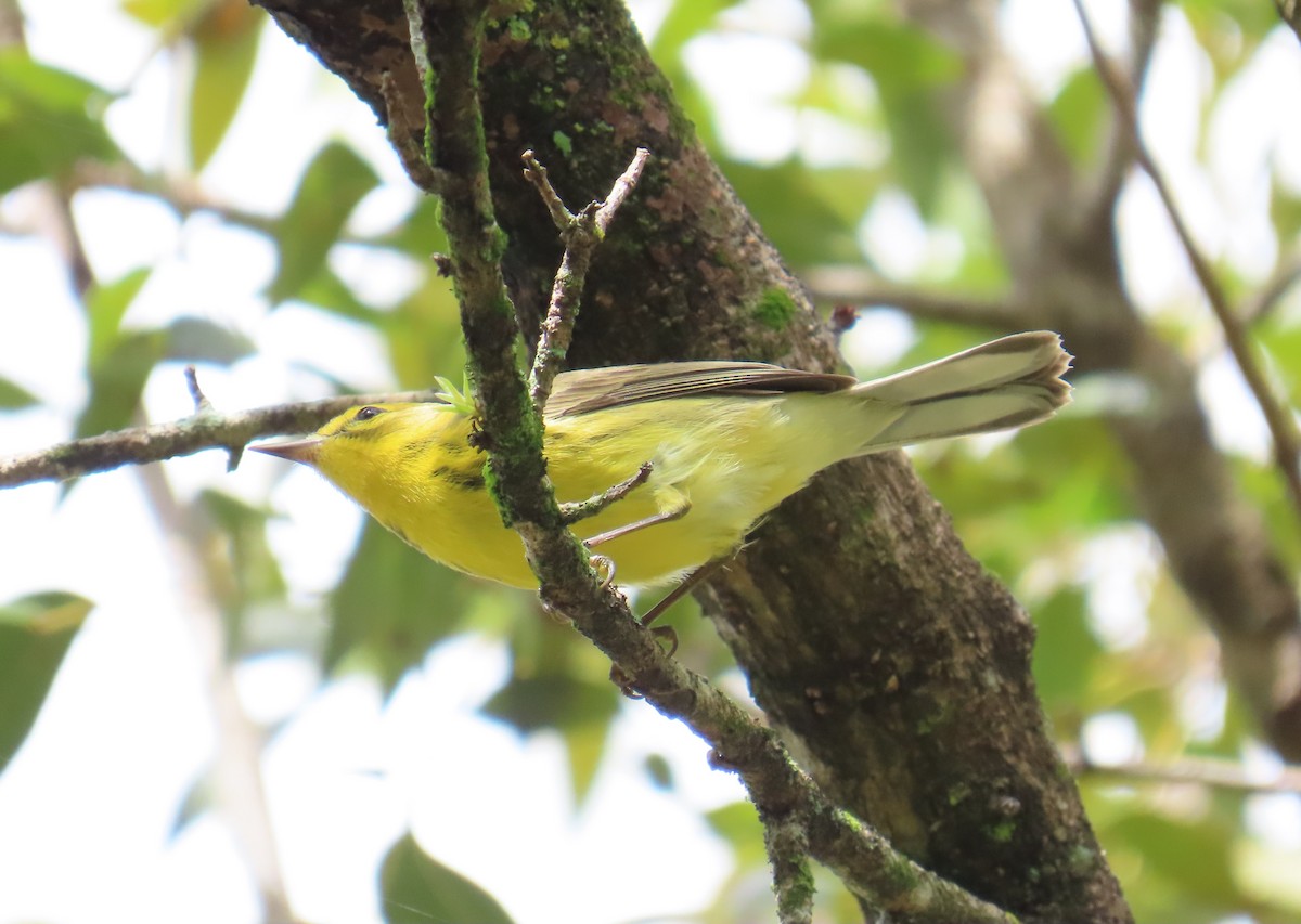 Prairie Warbler - ML632029199