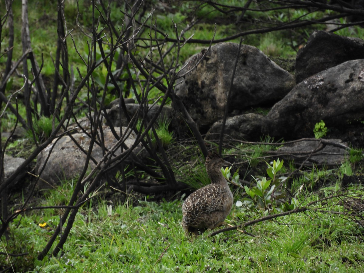 Taczanowski's Tinamou - ML632029204