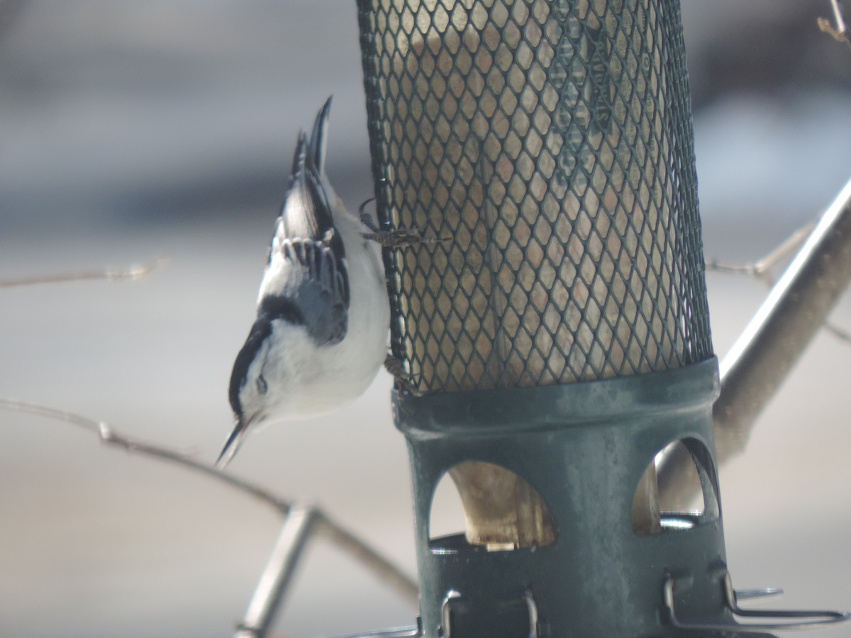 White-breasted Nuthatch - ML632029208