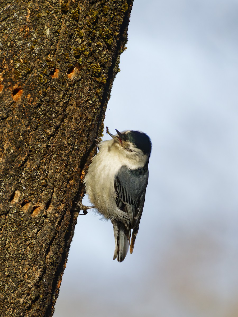 White-breasted Nuthatch - ML632029270