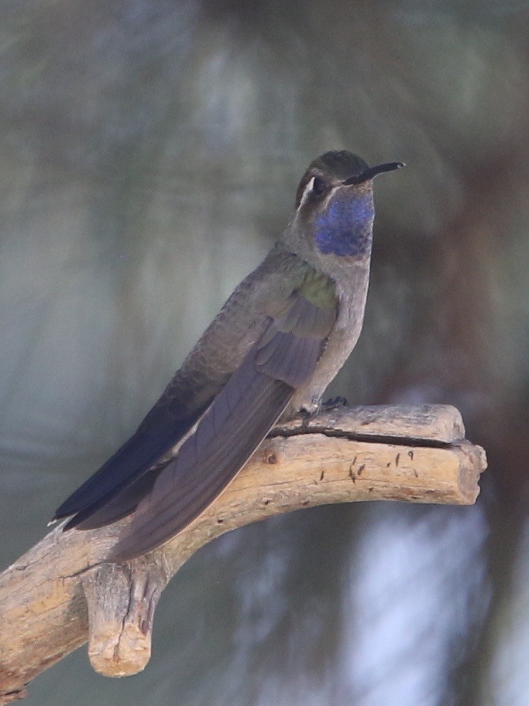 Blue-throated Mountain-gem - Laurens Halsey