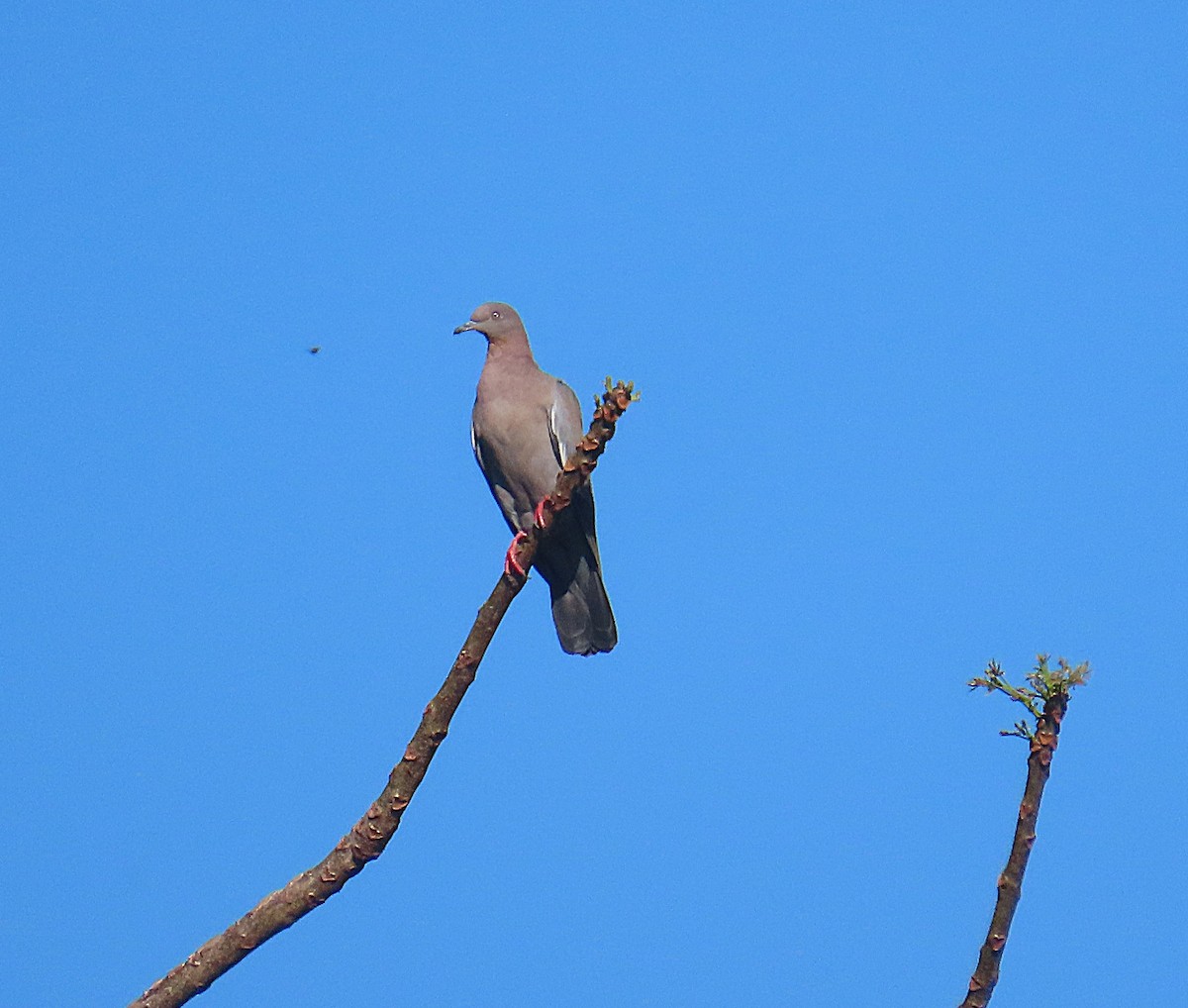 Plain Pigeon - ML632029319