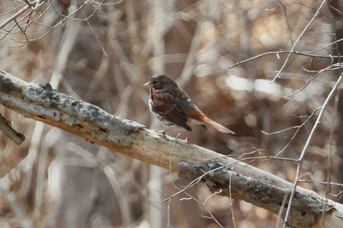 Fox Sparrow - ML632029331