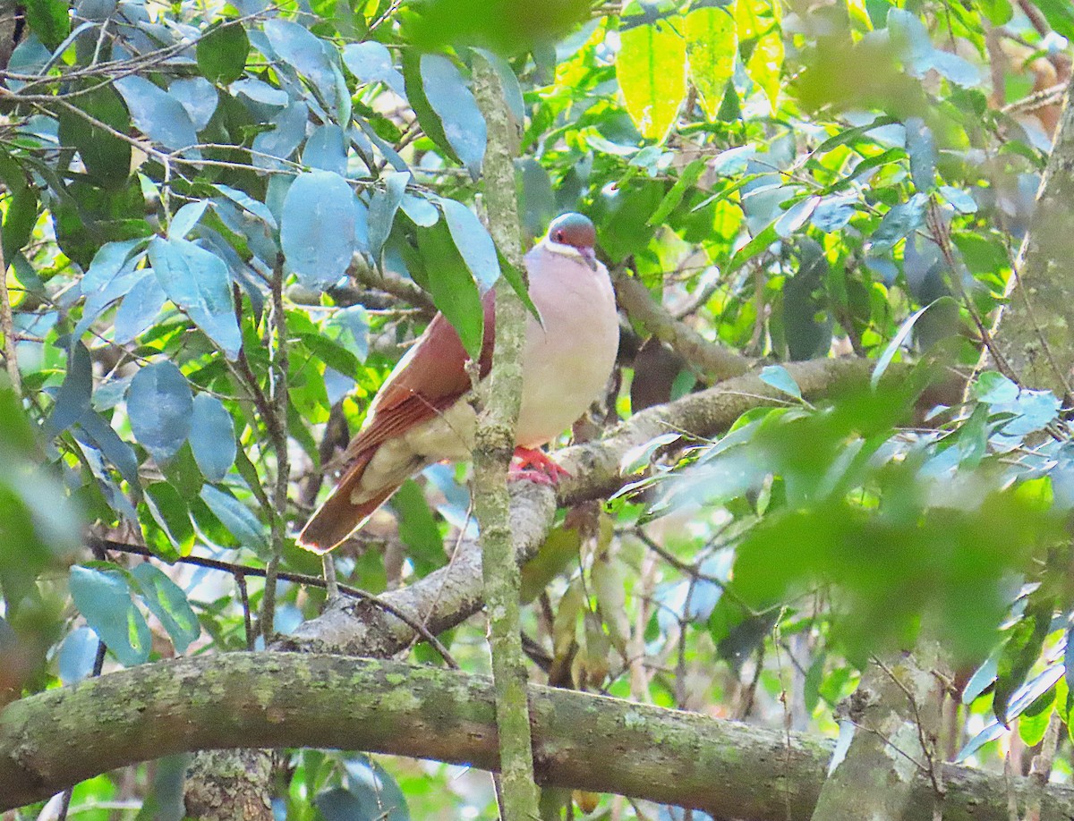 Key West Quail-Dove - ML632029335