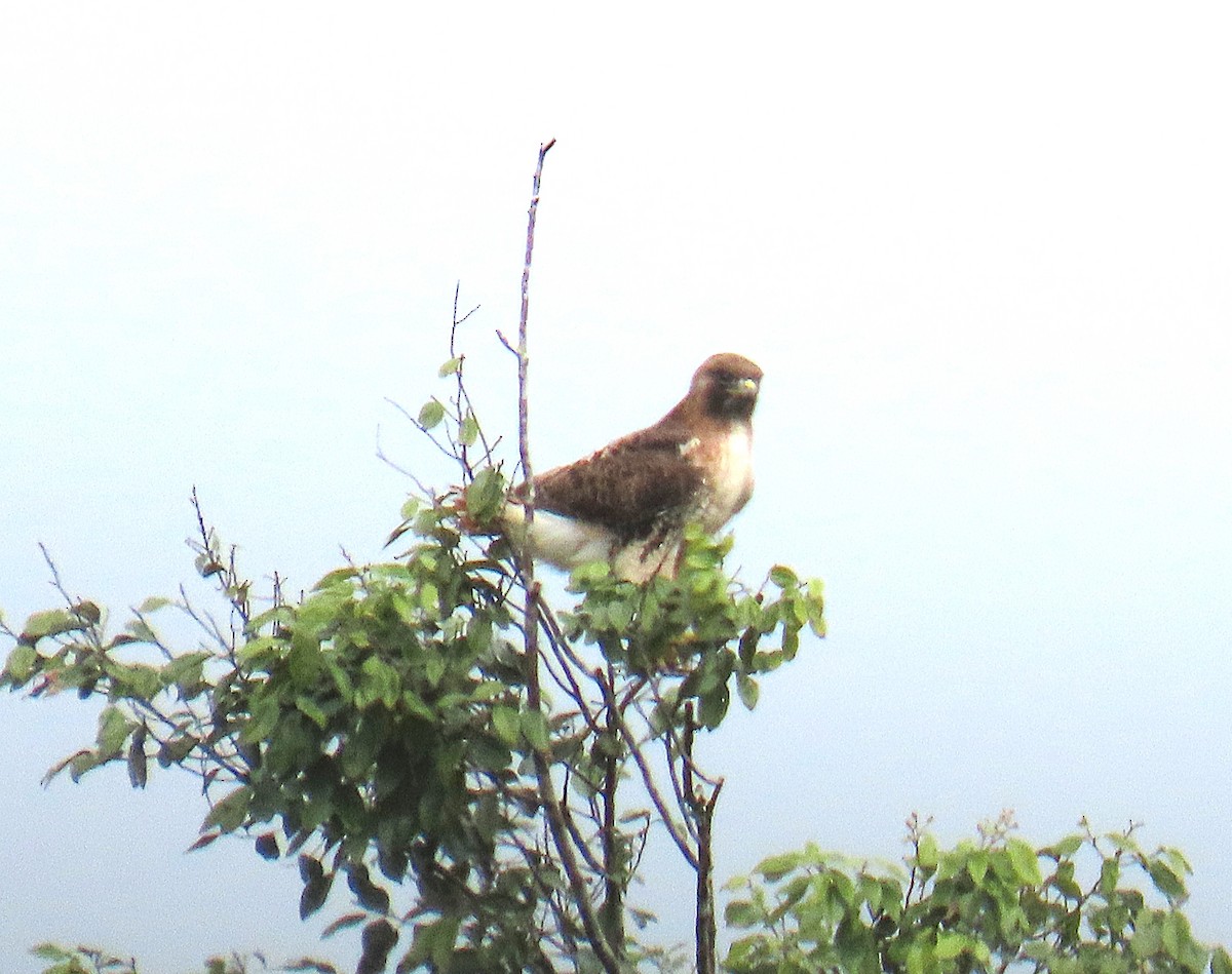 Red-tailed Hawk - ML632029350