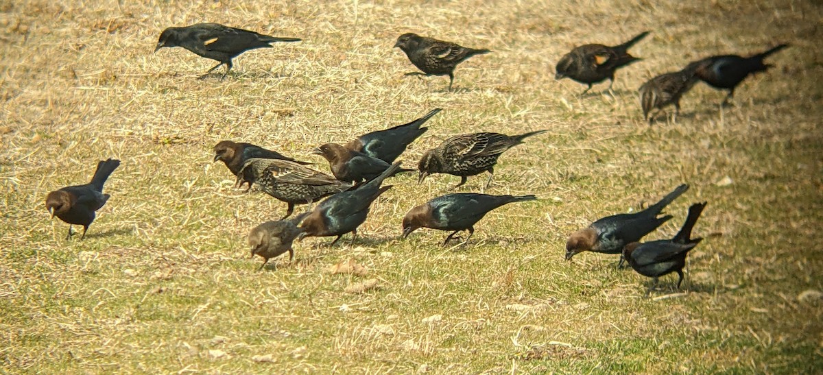 Brown-headed Cowbird - ML632029353