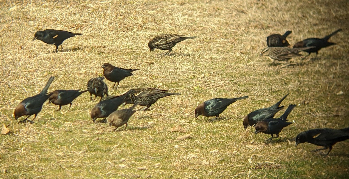 Brown-headed Cowbird - ML632029356