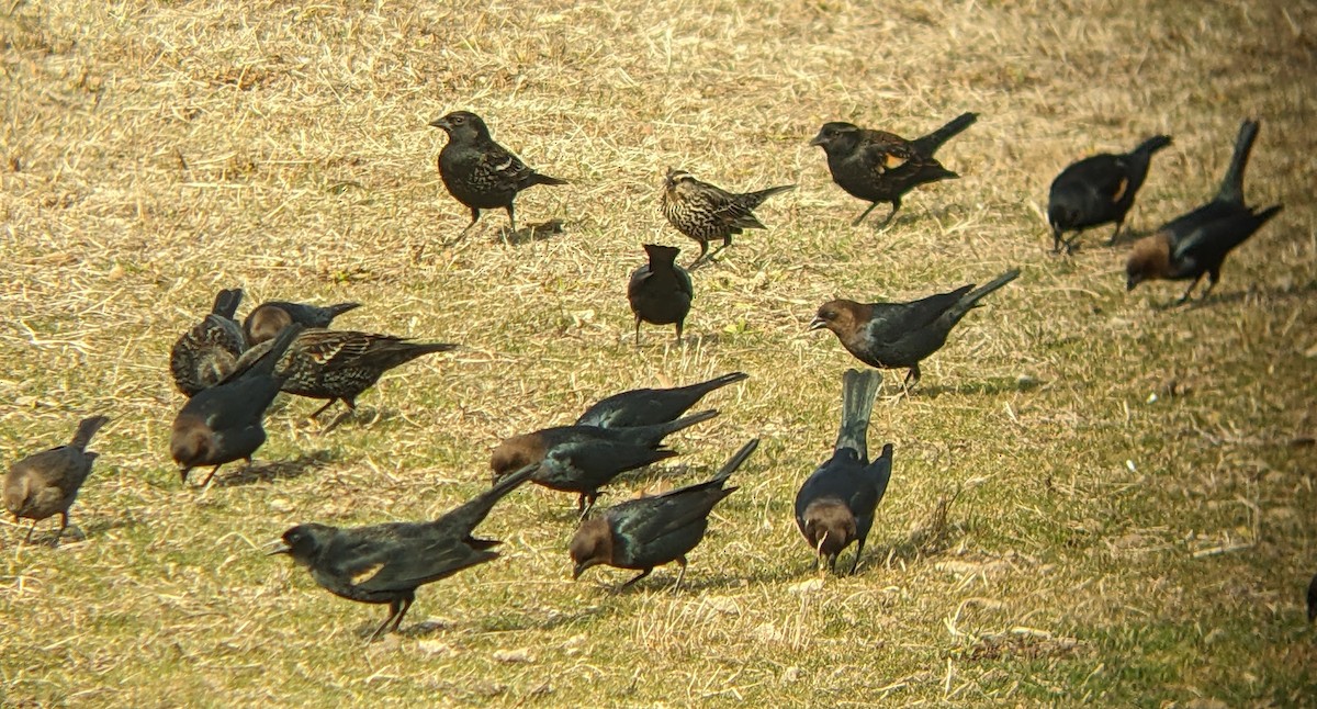 Brown-headed Cowbird - ML632029359