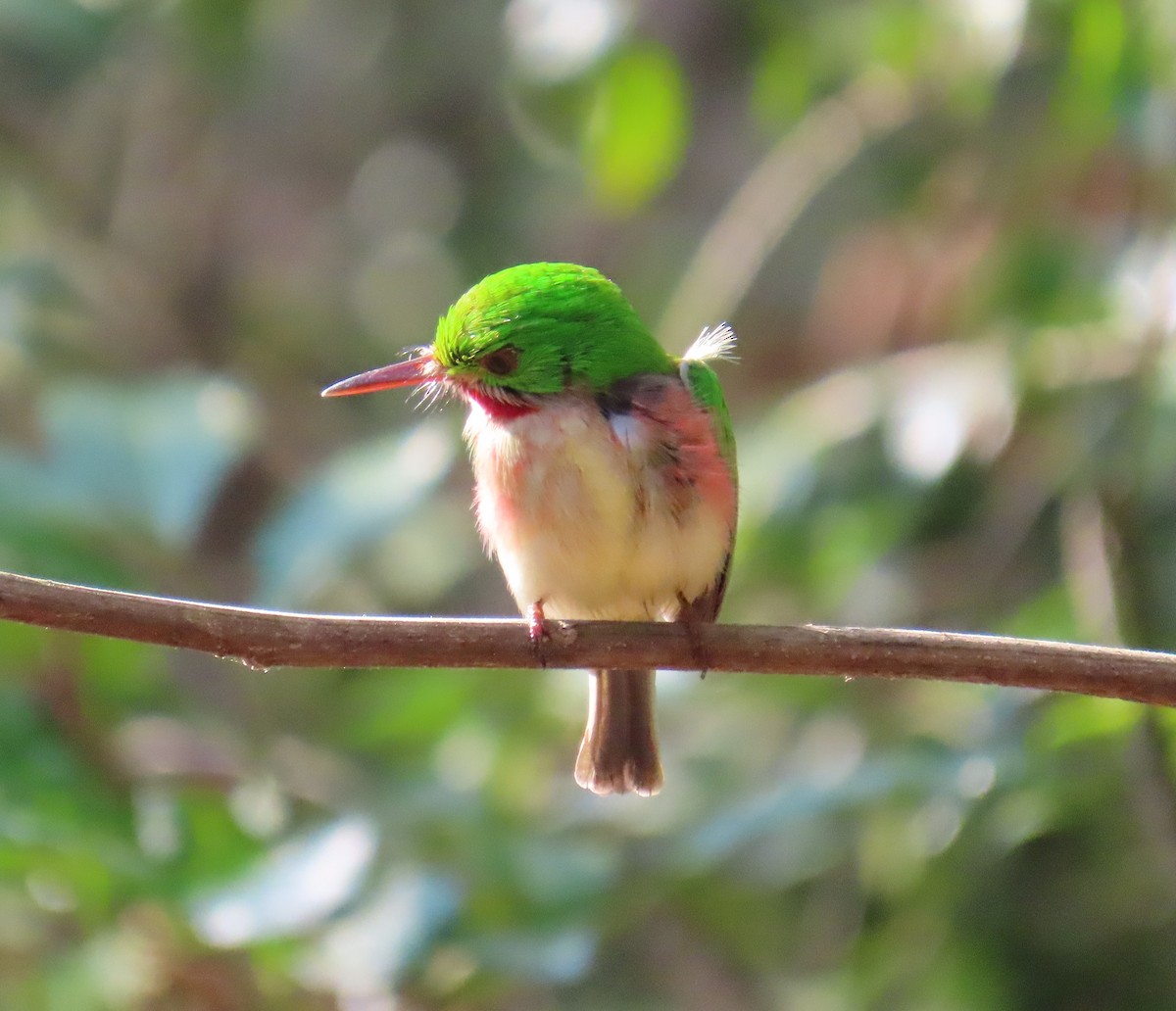 Broad-billed Tody - ML632029361