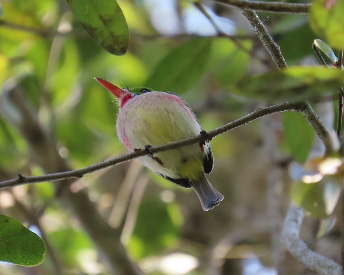 Broad-billed Tody - ML632029362