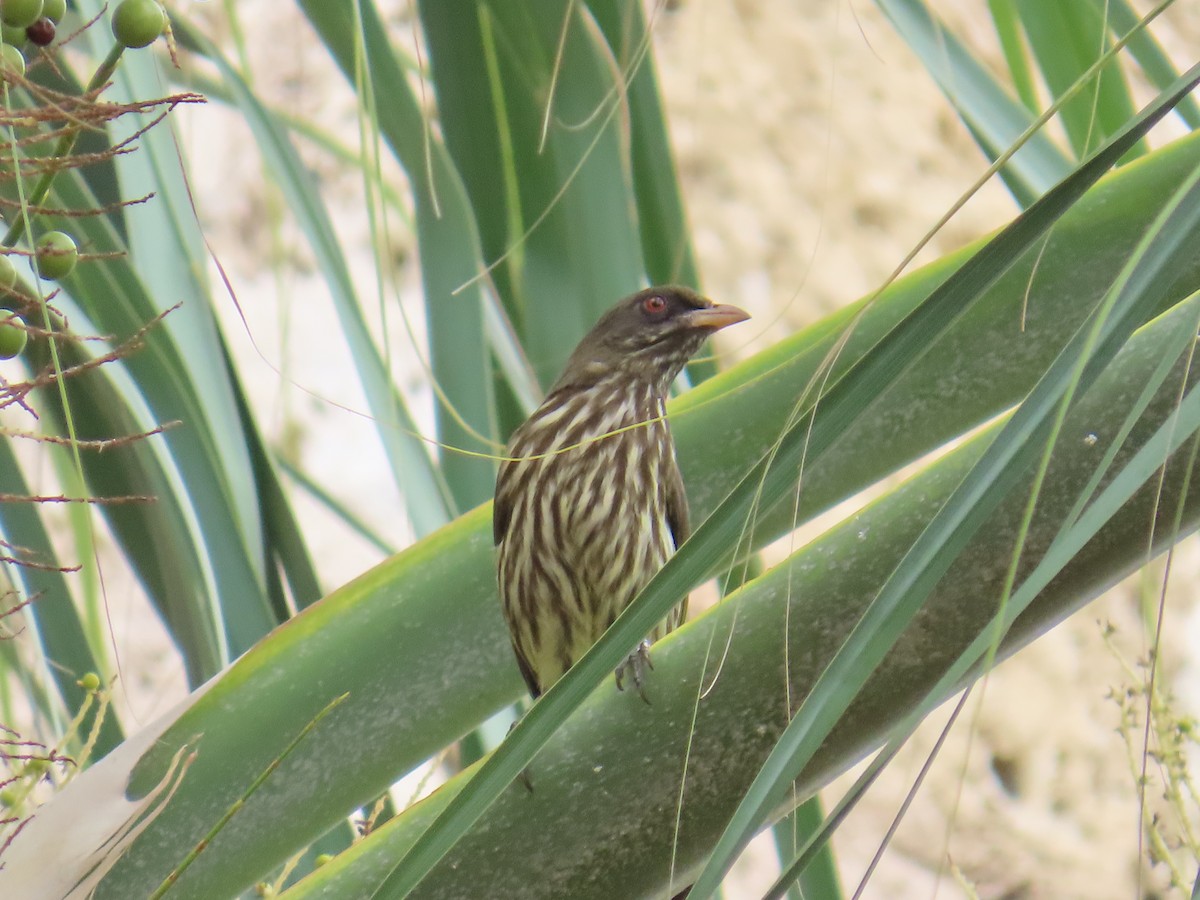 Palmchat - ML632029385