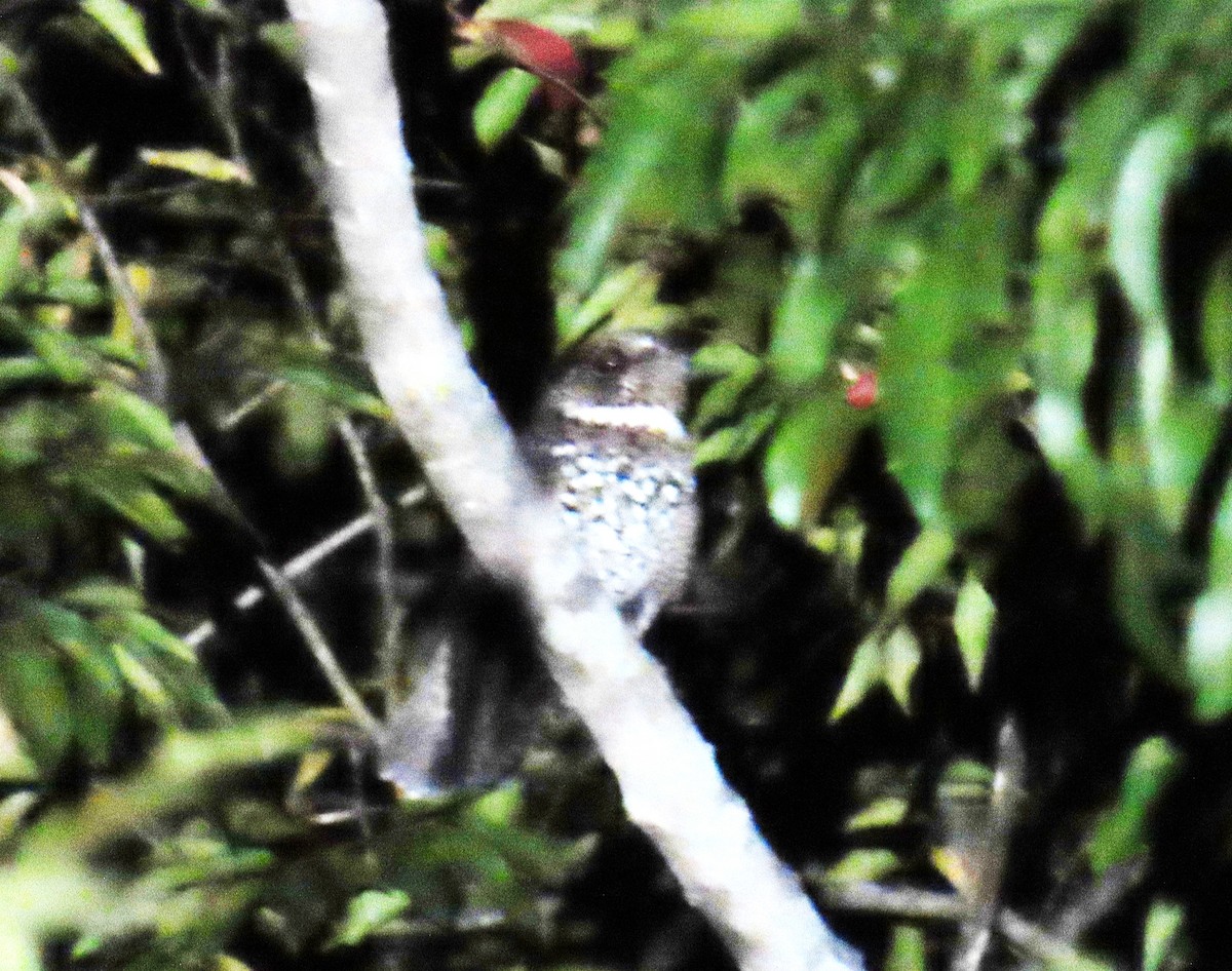 Hispaniolan Nightjar - ML632029461