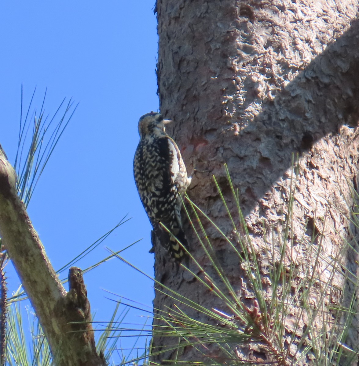 Yellow-bellied Sapsucker - ML632029476