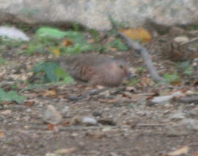 holoubek vrabčí - ML632029493