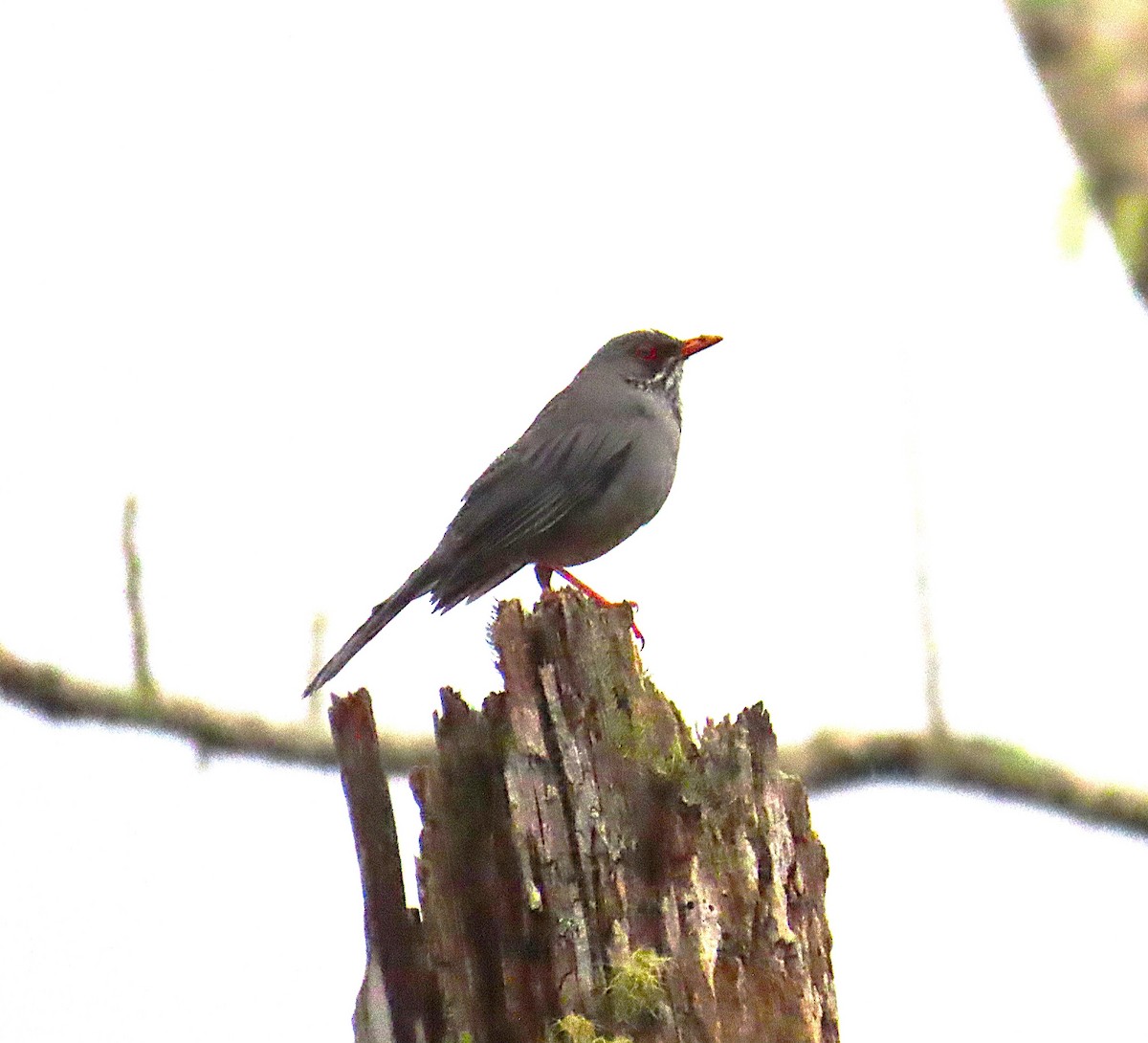 Eastern Red-legged Thrush - ML632029498