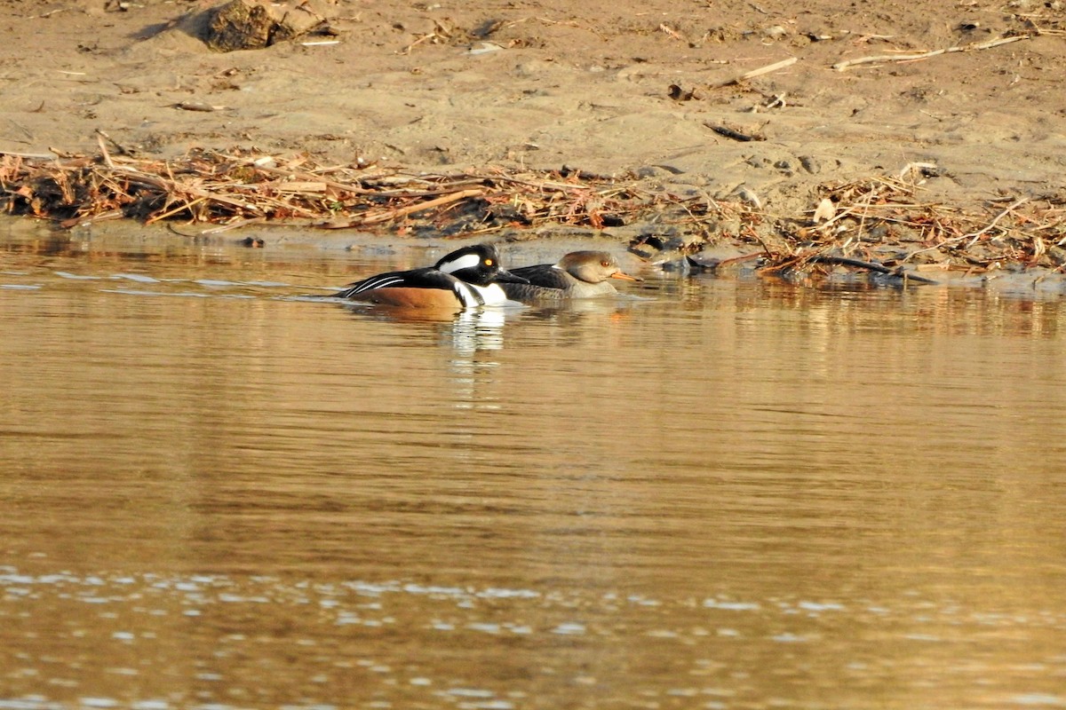 Hooded Merganser - ML632029536