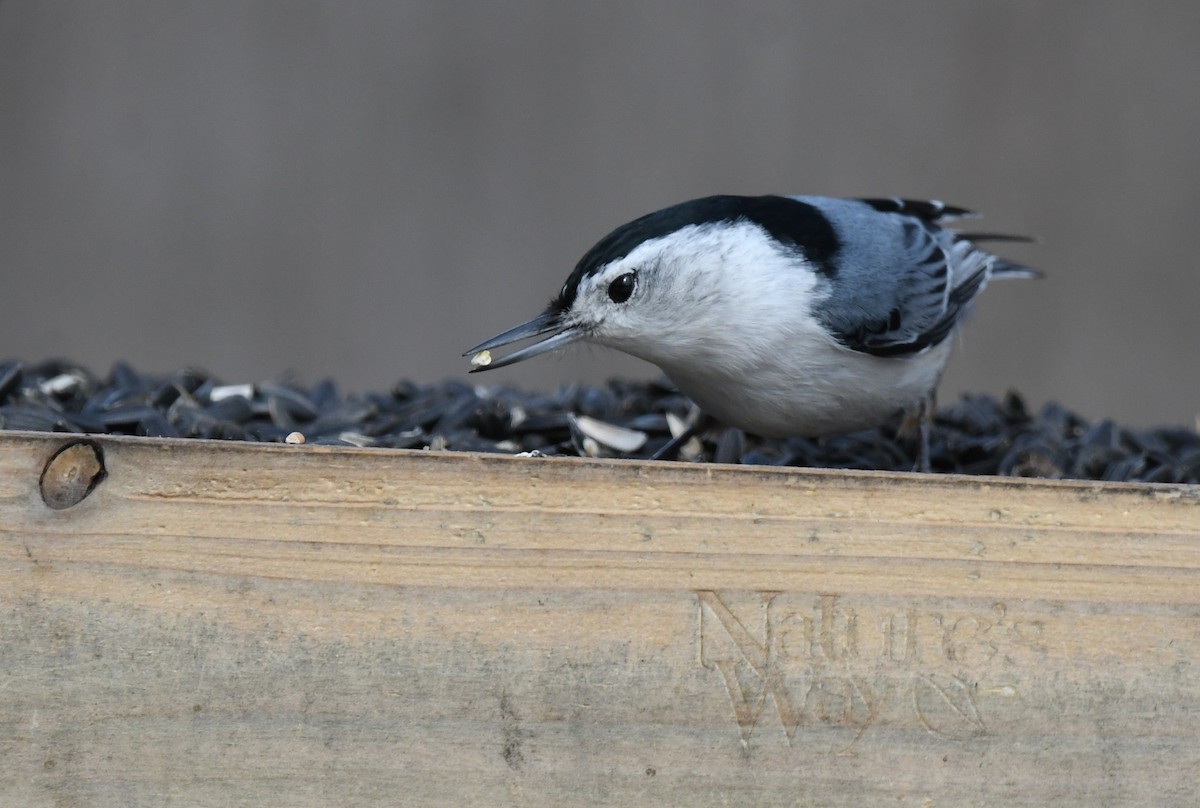 White-breasted Nuthatch - ML632029538