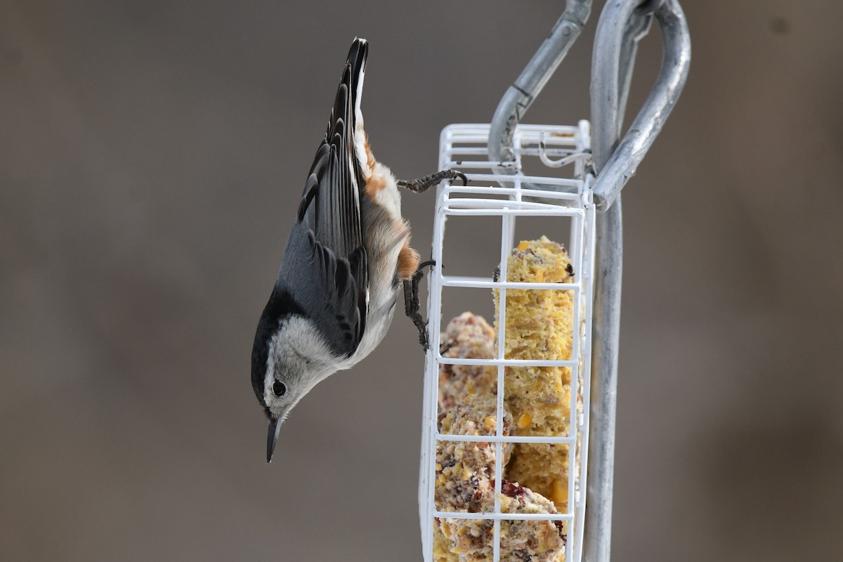 White-breasted Nuthatch - ML632029539