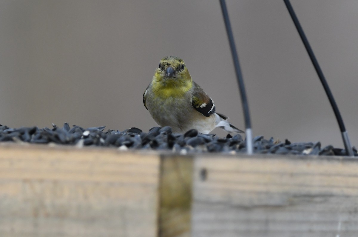 American Goldfinch - ML632029596