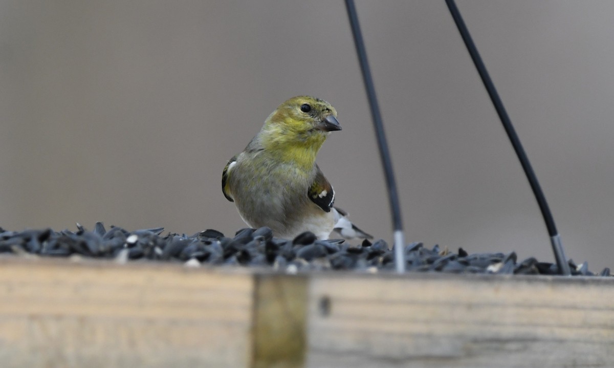 American Goldfinch - ML632029597