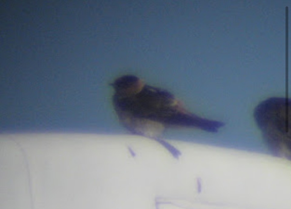 Cave Swallow - ML632029643