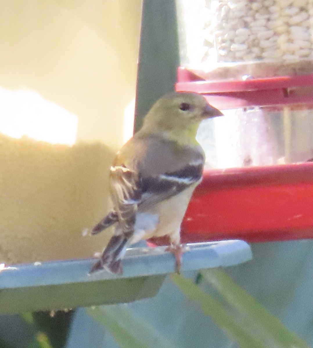 American Goldfinch - ML632029666