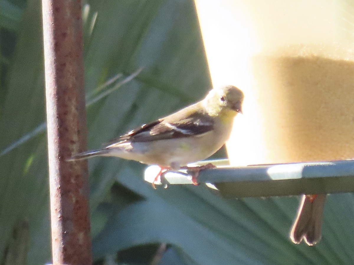 American Goldfinch - ML632029667