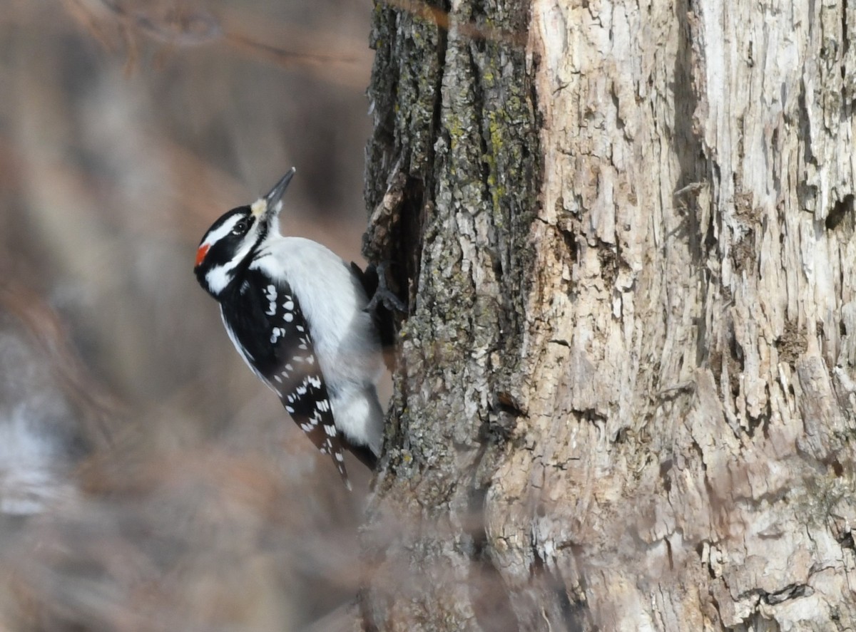 Hairy Woodpecker - ML632029783