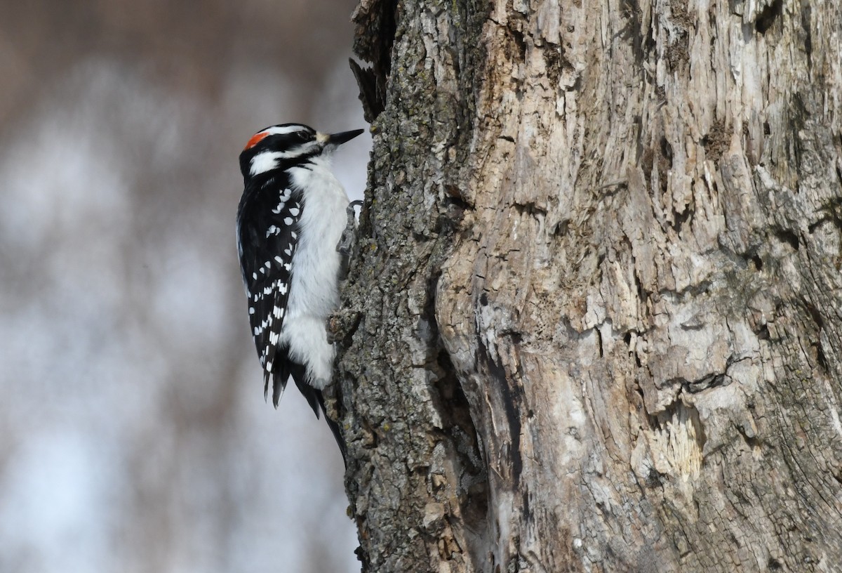 Hairy Woodpecker - ML632029785