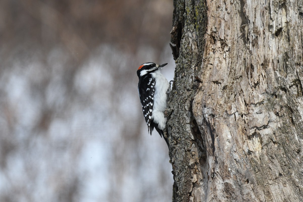 Hairy Woodpecker - ML632029787