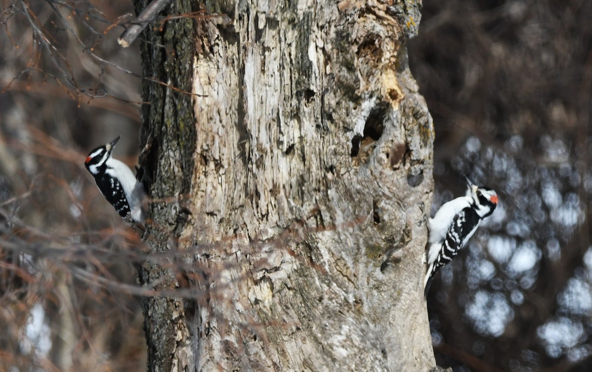 Hairy Woodpecker - ML632029841