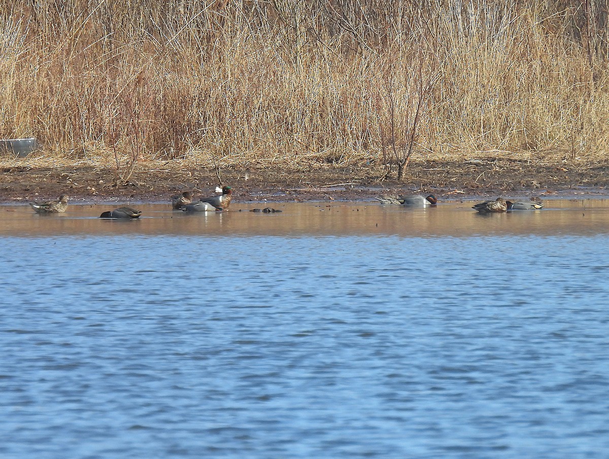 Green-winged Teal - ML632029866