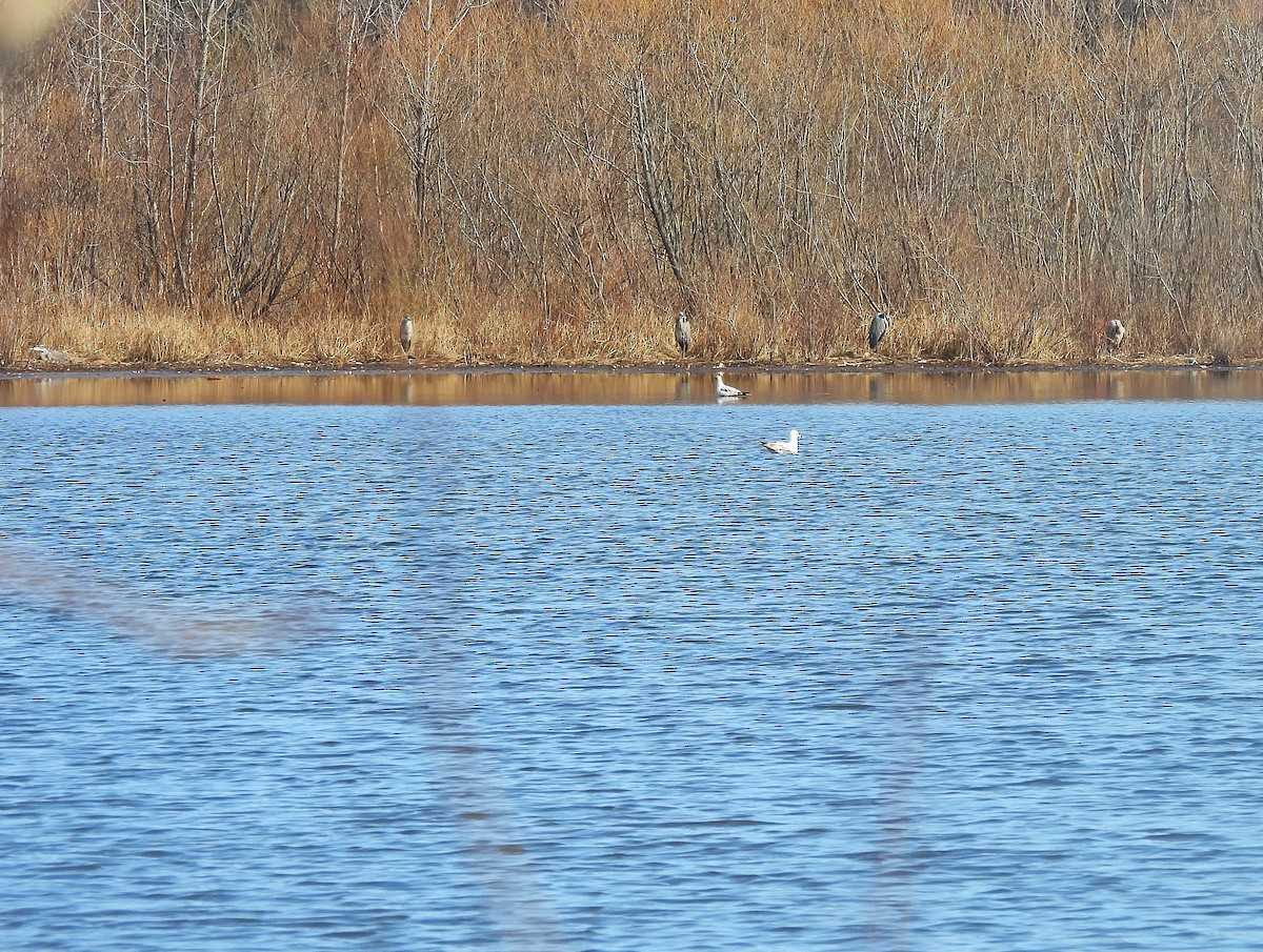 Great Blue Heron - ML632029921