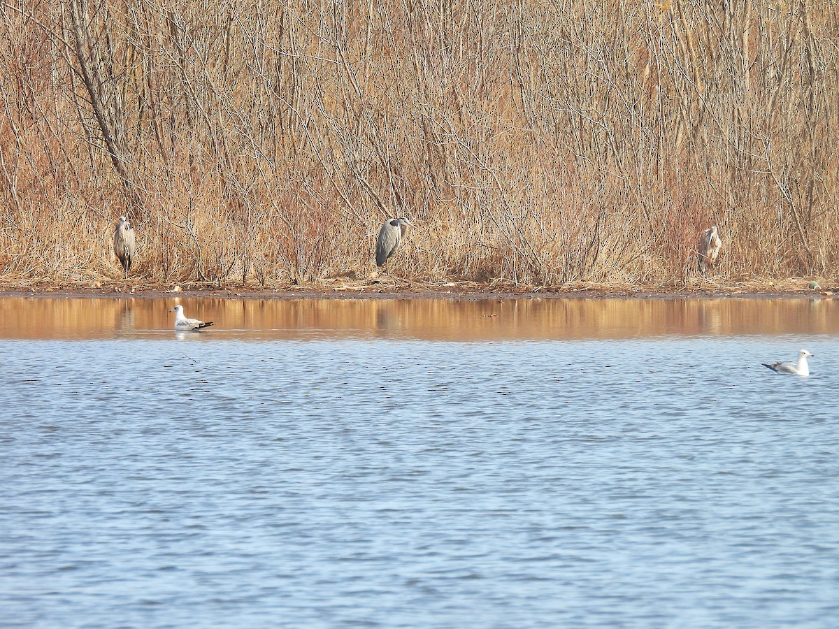 Great Blue Heron - ML632029926