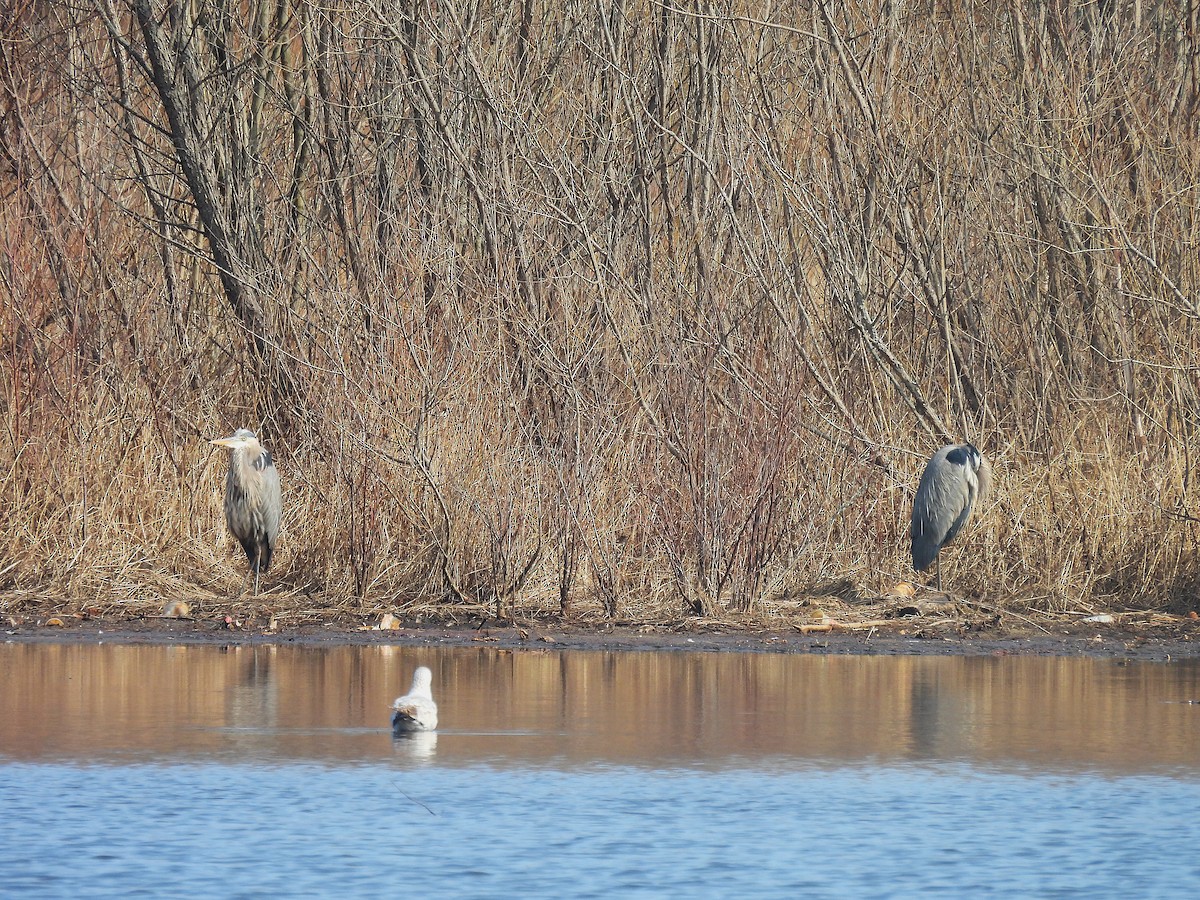 Great Blue Heron - ML632029928