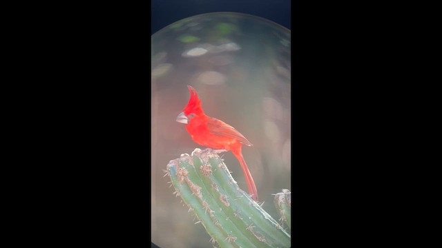 Cardinal vermillon - ML632029932