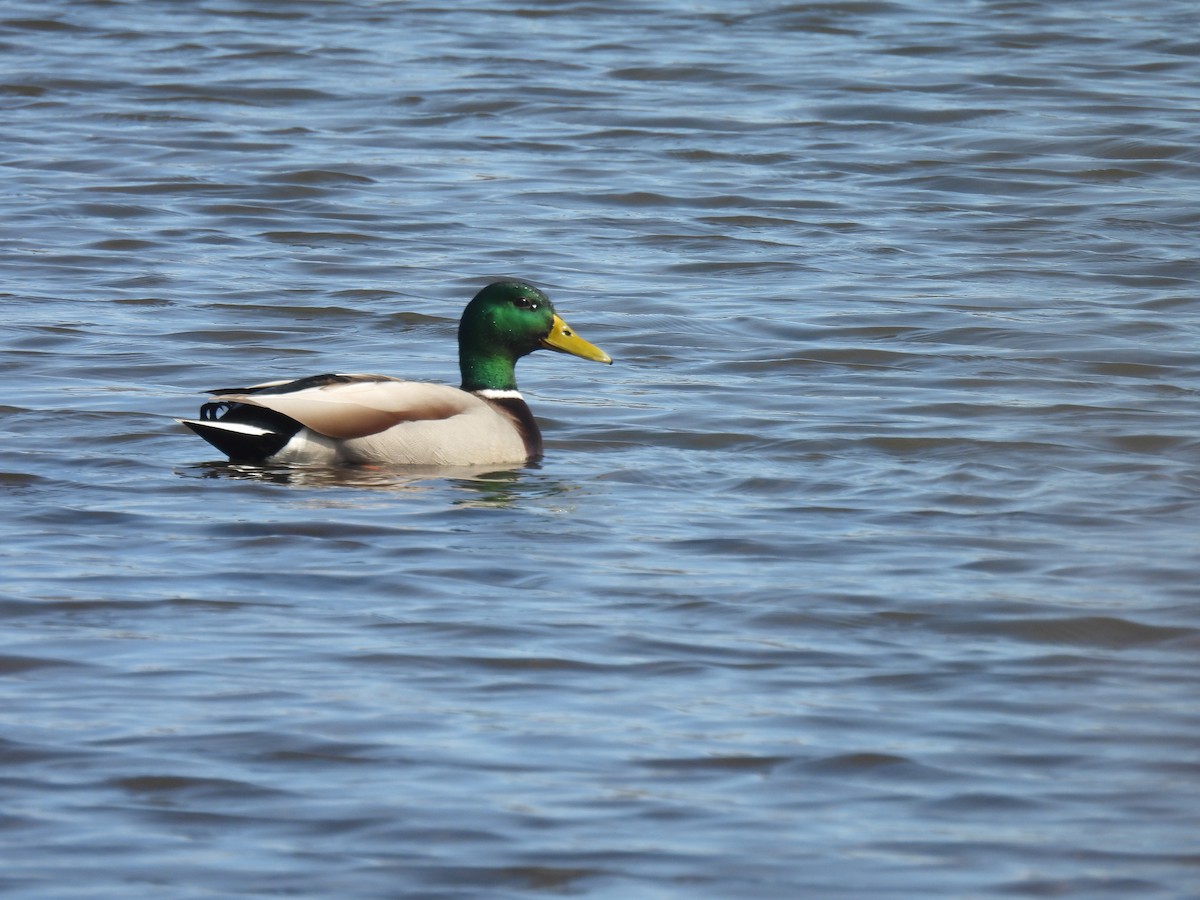 Mallard - ML632029951